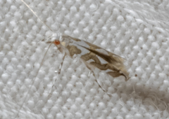 Acrocercops albinatella