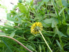 Taraxacum proximum