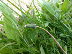 Taraxacum proximum