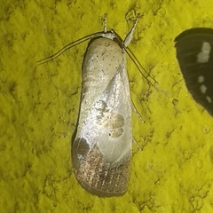 Westermannia superba