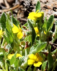 Viola tomentosa