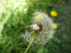 Taraxacum proximum