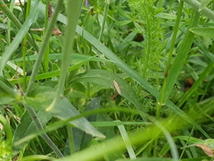 Stenodema laevigata
