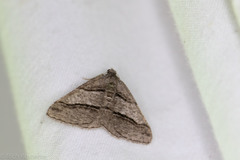 Digrammia continuata