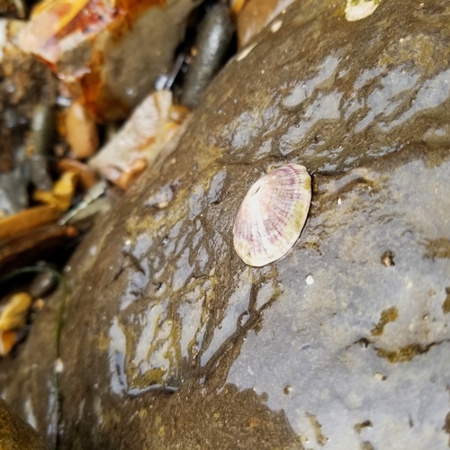 photo of Volcano Keyhole Limpet (Fissurella volcano)