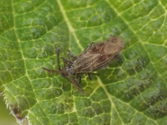 Teleonemia scrupulosa