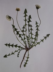 Taraxacum proximum