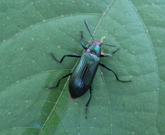 Strongylium auratum