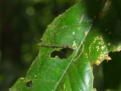 Ghilianella strigata
