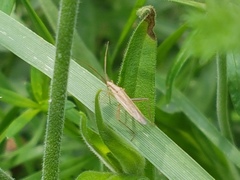Stenodema laevigata