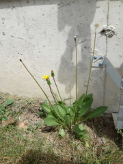 Taraxacum stenoglossum