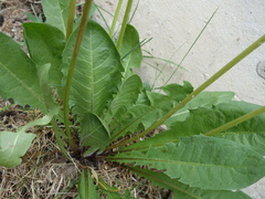 Taraxacum stenoglossum