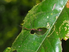 Ghilianella strigata