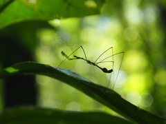 Ghilianella strigata