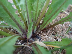 Taraxacum stenoglossum