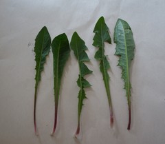 Taraxacum stenoglossum