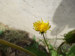 Taraxacum stenoglossum