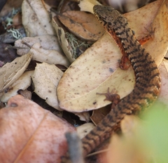 Elgaria coerulea coerulea