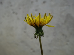 Taraxacum stenoglossum