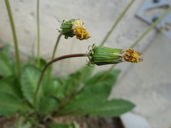 Taraxacum stenoglossum