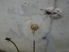 Taraxacum stenoglossum