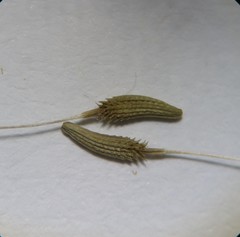 Taraxacum stenoglossum