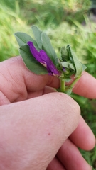 Vicia narbonensis