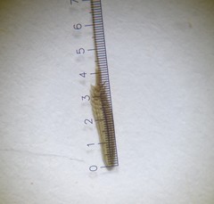 Taraxacum stenoglossum
