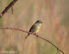Colorhamphus parvirostris