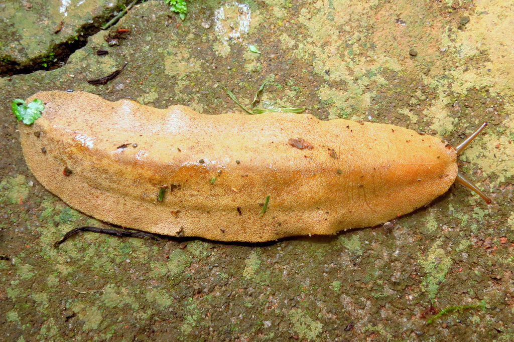 Phyllocaulis boraceiensis