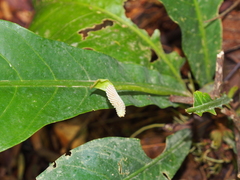Anthurium consobrinum