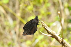 Ephyriades brunnea