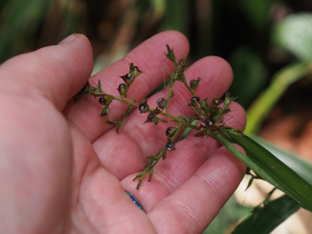 Scleria gaertneri