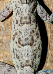 Anolis argenteolus