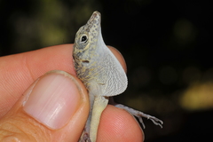 Anolis argenteolus