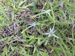 Rhynchospora nervosa