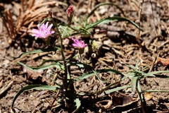 Stephanomeria lactucina
