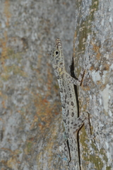 Anolis argenteolus