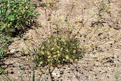 Eriogonum marifolium