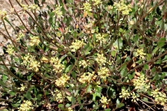 Eriogonum marifolium