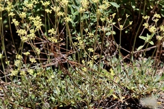 Eriogonum marifolium