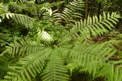 Pteris tripartita