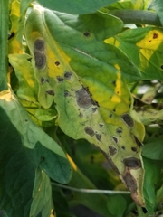 Alternaria solani