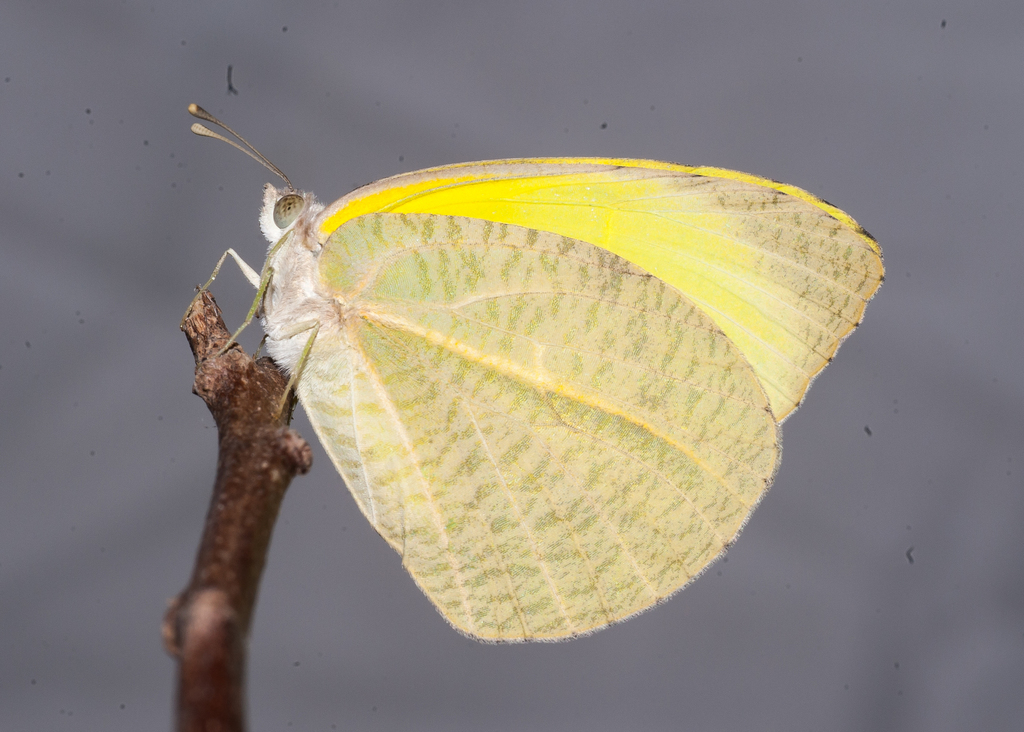 Cuban Sulphur