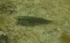 Asterropteryx semipunctata