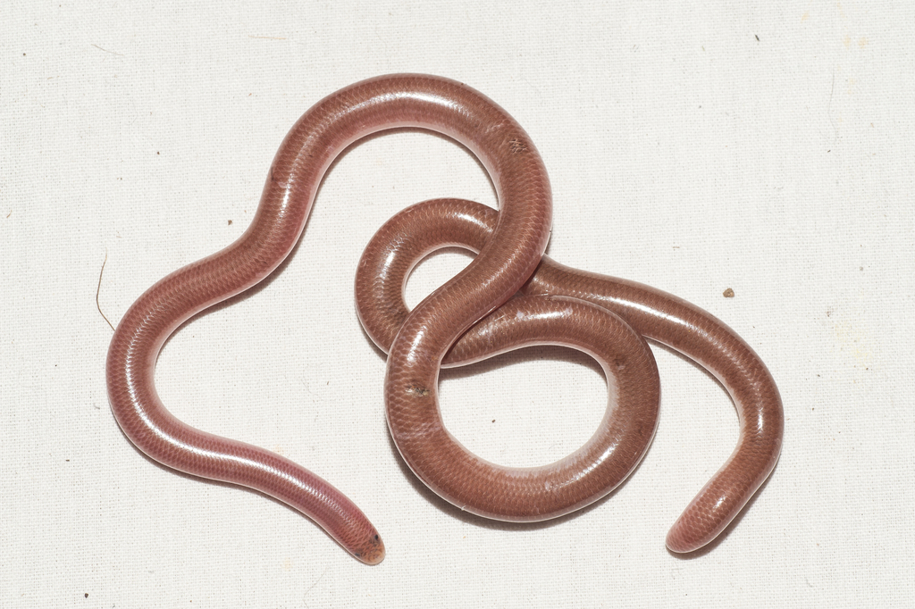 Guantanamo Bay Blindsnake