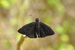 Ephyriades brunnea