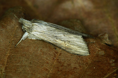 Cucullia tanaceti