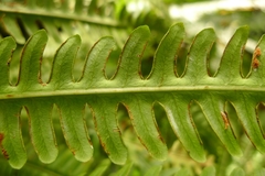 Pteris tripartita
