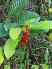 Columnea purpurata